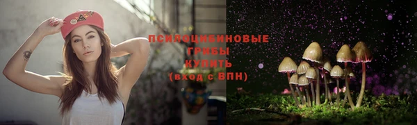 прущие грибы Каменногорск